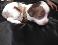 Lil' Doll chocolate merle , a female Cavapoo for sale in Hillsdale, MI – 4 of 7
