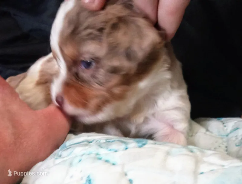 Cookies 🍪 merle – Cavapoo puppy for sale in Hillsdale, MI