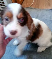 Blue eyed Doll🥰 choc. merle female , a female Cavapoo for sale in Hillsdale, MI – 6 of 9