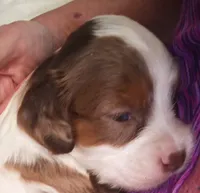 Lil' Doll🥰 choc. merle female , a female Cavapoo for sale in Hillsdale, MI – 6 of 7