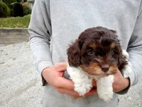 💖🤎💙 Chocolate cavapoo!! , a male Cavapoo for sale in Hillsdale, MI – 3 of 6