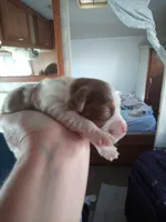Lil' Doll, a female Cavapoo for sale in Hillsdale, MI – 6 of 6