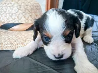 💙Tiny Tim (tiny man), a male Cavapoo for sale in Hillsdale, MI – 5 of 9