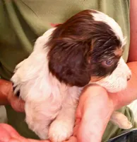 Lil' Hershey's kiss , a male Cavapoo for sale in Hillsdale, MI – 1 of 4