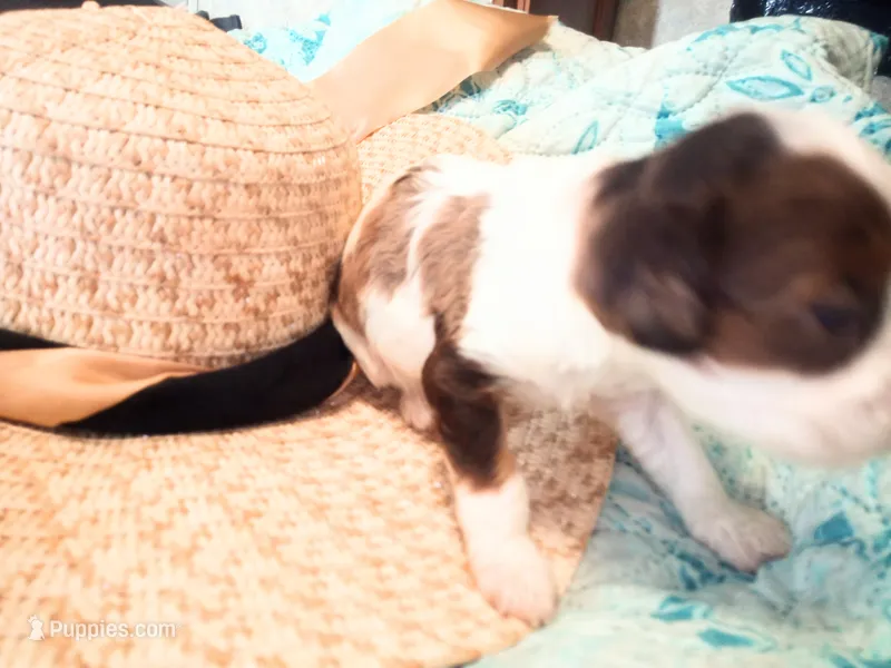 CoCo chocolate merle  – Cavapoo puppy on hold in Hillsdale, MI