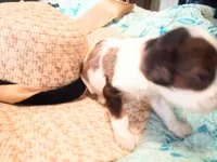 CoCo chocolate merle , a female Cavapoo for sale in Hillsdale, MI – 1 of 6