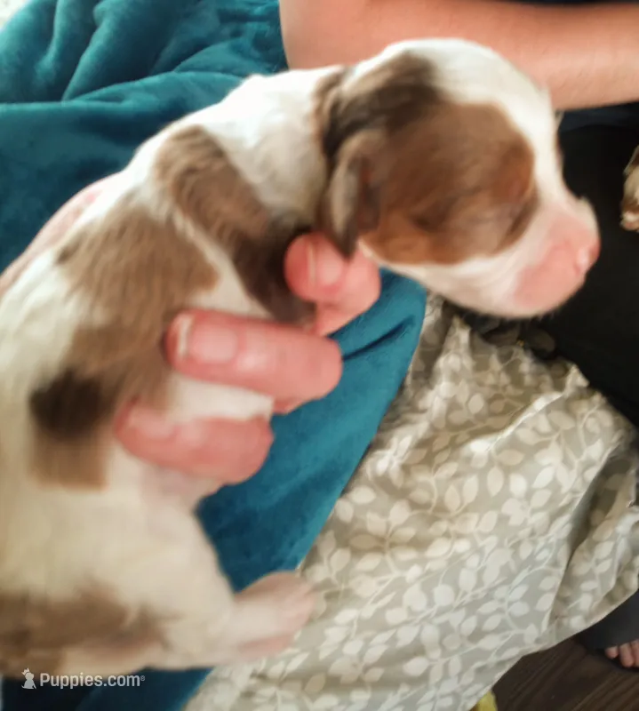 Bit-o-coco merle male – Cavapoo puppy for sale in Hillsdale, MI