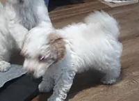 Mini F1 cavapoo , a  Cavapoo for sale in Hillsdale, MI – Photo 4 of 4