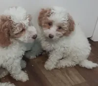 Mini F1 cavapoo , a  Cavapoo for sale in Hillsdale, MI – Photo 2 of 4