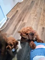 Mini F1 cavapoo , a  Cavapoo for sale in Hillsdale, MI – 7 of 7