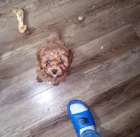 Mini F1 cavapoo , a  Cavapoo for sale in Hillsdale, MI – 6 of 7