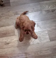 Mini F1 cavapoo , a  Cavapoo for sale in Hillsdale, MI – 5 of 7