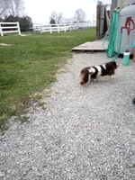 Mini F1 cavapoo , a  Cavapoo for sale in Hillsdale, MI – Photo 3 of 4