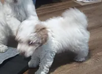💙🐩💙Blue Merle girl 😍, a female Poodle - Toy  for sale in Hillsdale, MI – 4 of 5