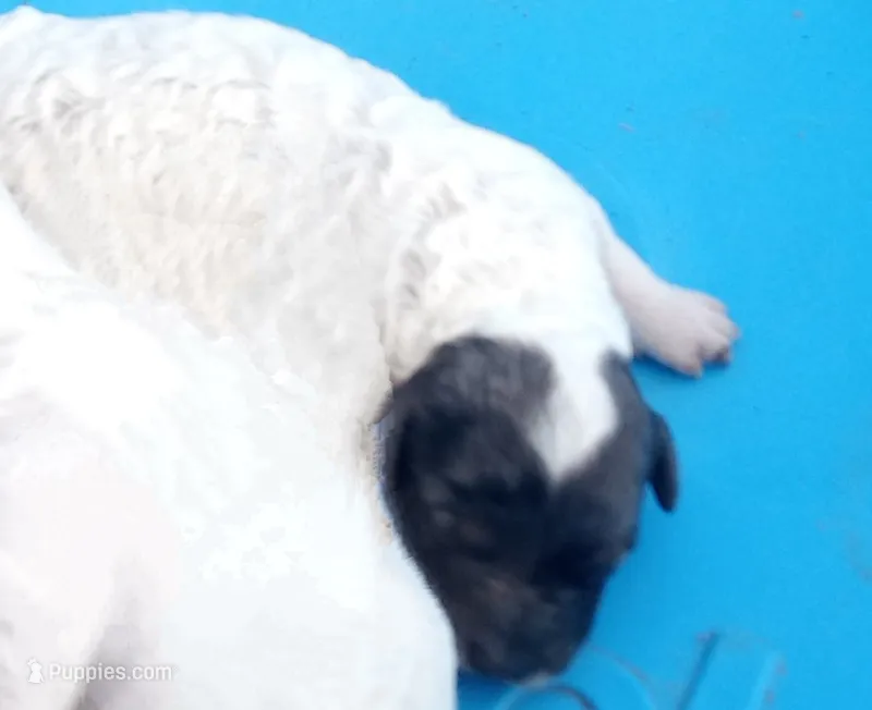 💙🐩💙Blue Merle girl 😍 – Poodle - Toy  puppy for sale in Hillsdale, MI