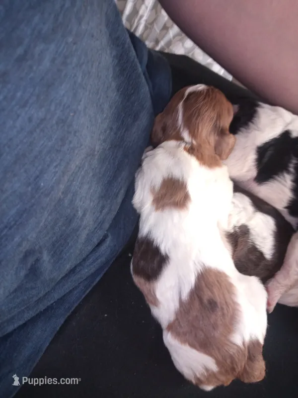 Bit-o-coco – Cavapoo puppy for sale in Hillsdale, MI