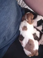 Bit-o-coco, a male Cavapoo for sale in Hillsdale, MI – 1 of 2
