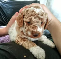 Little man ♦️🐾 RED merle , a male Poodle - Toy  for sale in Hillsdale, MI – 4 of 5