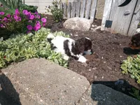 💕💙 Mini Mocha kids dog, a female Cavapoo for sale in Hillsdale, MI – 5 of 5