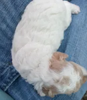 Tiny man , a male Poodle - Toy  for sale in Hillsdale, MI – 5 of 6