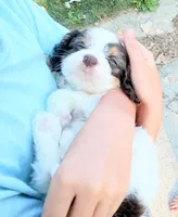 💙💙  Hershey's kiss , a male Cavapoo for sale in Hillsdale, MI – 1 of 7
