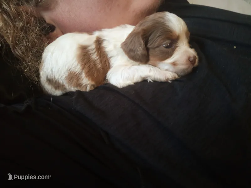Cookies and cream 🍪 merle – Cavapoo puppy for sale in Hillsdale, MI