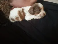 Cookies and cream 🍪 merle, a female Cavapoo for sale in Hillsdale, MI – 3 of 6