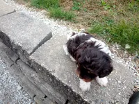 💖🤎💙 Chocolate cavapoo!! , a male Cavapoo for sale in Hillsdale, MI – 6 of 6