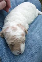 Tiny man , a male Poodle - Toy  for sale in Hillsdale, MI – 4 of 6