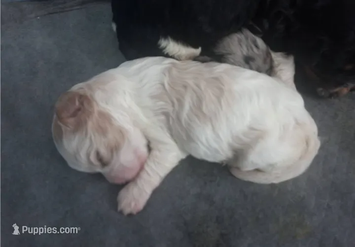 AKC Blenheim male  – Cavalier King Charles Spaniel puppy for sale in Hillsdale, MI