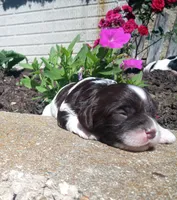 Spot, a male Cavapoo for sale in Hillsdale, MI – 3 of 3