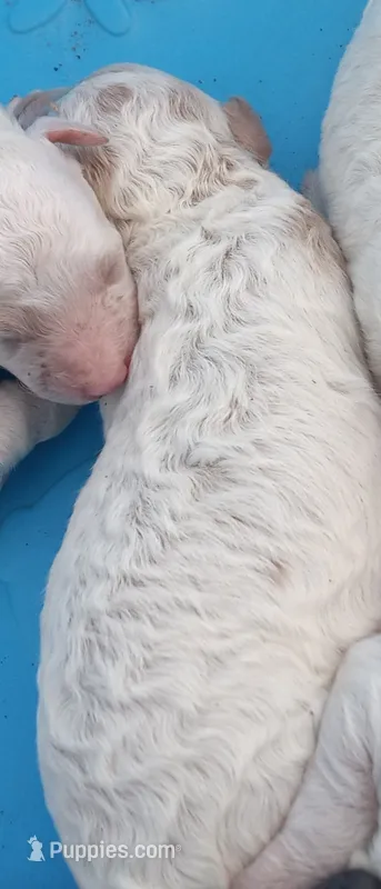 Tiny tim – Poodle - Toy  puppy for sale in Hillsdale, MI