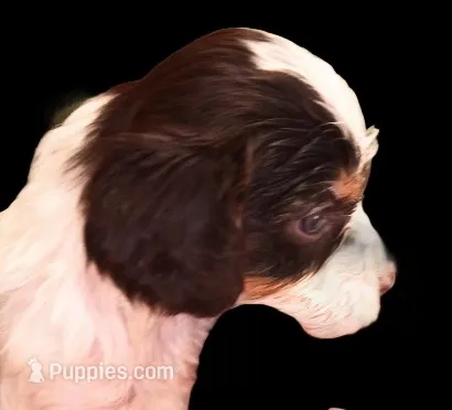 Lil' Hershey's kiss  – Cavapoo puppy for sale in Hillsdale, MI