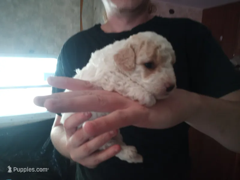 🤗🐾Tiny Tim reg. 🌈 – Poodle - Toy  puppy for sale in Hillsdale, MI