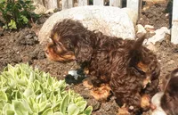 Hershey's dream girl , a female Cavapoo for sale in Hillsdale, MI – 2 of 7