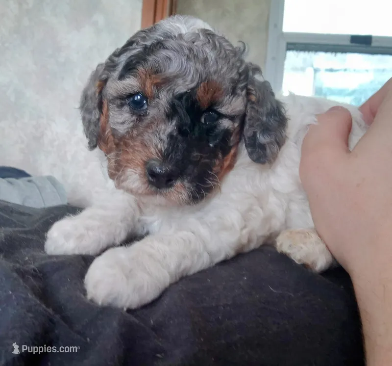 💙🐩💙Blue Merle girl 😍 – Poodle - Toy  puppy for sale in Hillsdale, MI