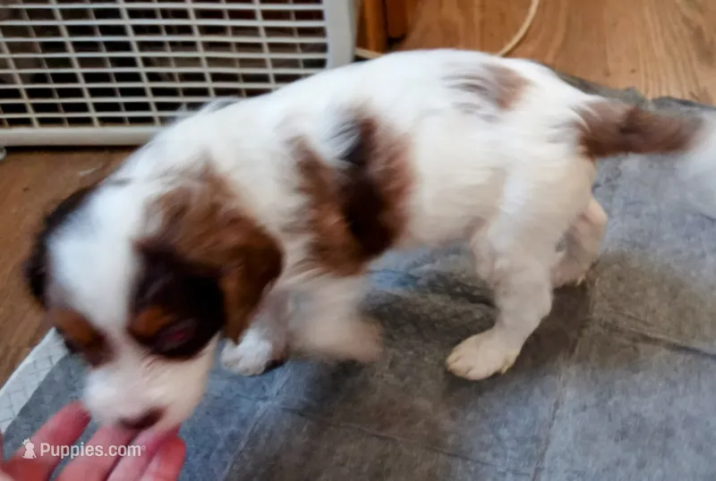 Blue eyed Doll🥰 choc. merle female  – Cavapoo puppy for sale in Hillsdale, MI