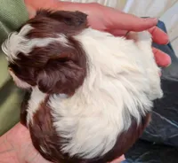 Lil' Hershey's kiss , a male Cavapoo for sale in Hillsdale, MI – 2 of 4