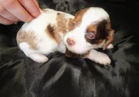 Bit-o-coco merle male, a male Cavapoo for sale in Hillsdale, MI – 3 of 4