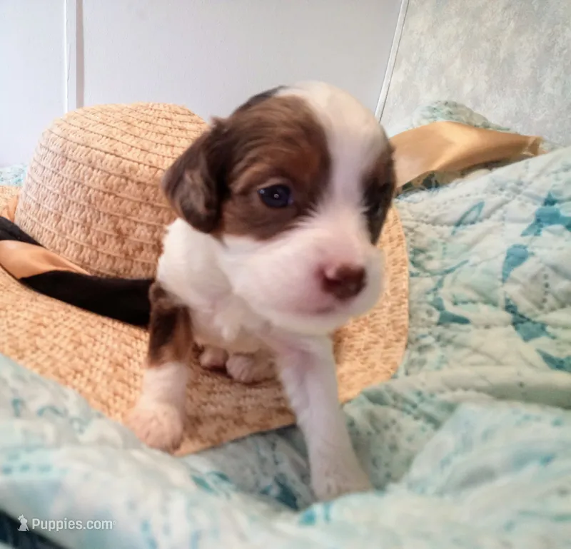 Lil' Doll chocolate merle  – Cavapoo puppy for sale in Hillsdale, MI