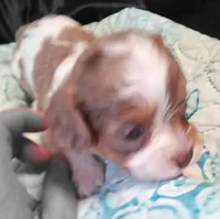 Cookies 🍪 merle, a female Cavapoo for sale in Hillsdale, MI – 6 of 8