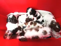 💕💙 Mini Mocha future cavapoo, a  Cavapoo for sale in Hillsdale, MI – 9 of 10