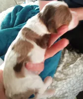 Bit-o-coco merle male, a male Cavapoo for sale in Hillsdale, MI – 2 of 4