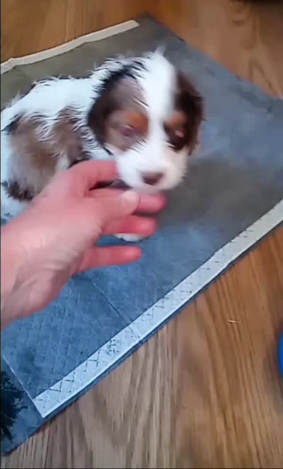 Blue eyed Doll🥰 choc. merle female , a female Cavapoo for sale in Hillsdale, MI – 9 of 9