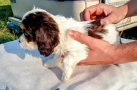 💙💙 Blue eyes 👀 Hershey's kiss , a male Cavapoo for sale in Hillsdale, MI – 3 of 6