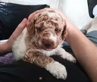 Little man ♦️🐾 RED merle , a male Poodle - Toy  for sale in Hillsdale, MI – 3 of 5