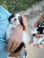 💙💙 Blue eyes 👀 Hershey's kiss , a male Cavapoo for sale in Hillsdale, MI – 4 of 6