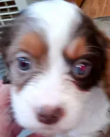 Blue eyed Doll🥰 choc. merle female , a female Cavapoo for sale in Hillsdale, MI – 7 of 9