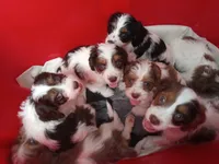 😍Blue eyes 👀 merle male💙💙, a male Cavapoo for sale in Hillsdale, MI – 7 of 10