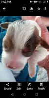 Bit-o-coco, a male Cavapoo for sale in Hillsdale, MI – 2 of 2